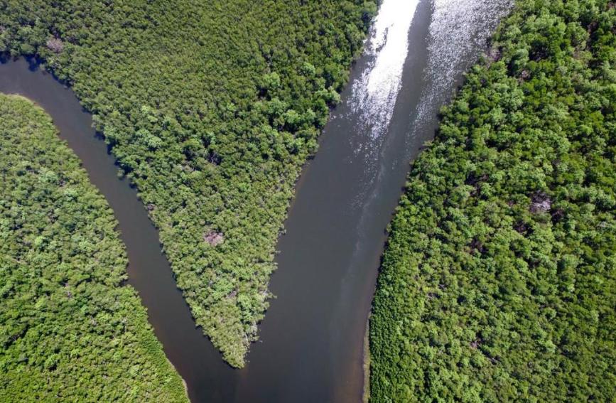 亚马逊雨林十大恐怖动物,亚马逊雨林的十大恐怖生物