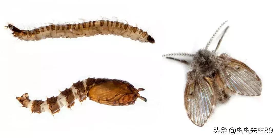 蹲便厕所小飞虫如何彻底消除,怎样消除厕所里的飞虫