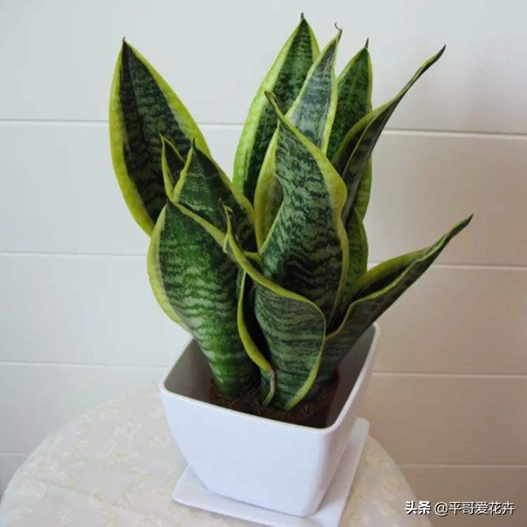 怎么能知道虎皮兰烂根了,虎皮兰烂根怎么处理最好