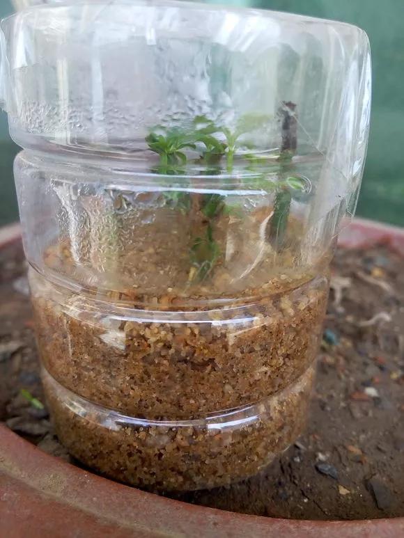 冬天能扦插蟹爪兰放室内还是室外,这4种花现在扦插最容易生根杀菌