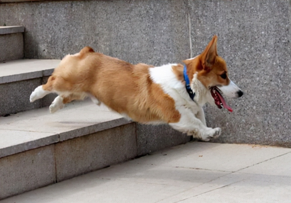 狗狗生理期怎么护理,狗狗生理期护理方法