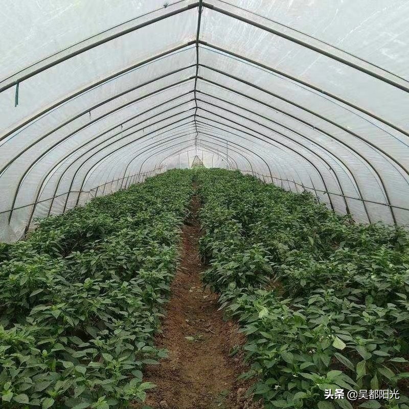 走进最美丽灵秀的黄梅县