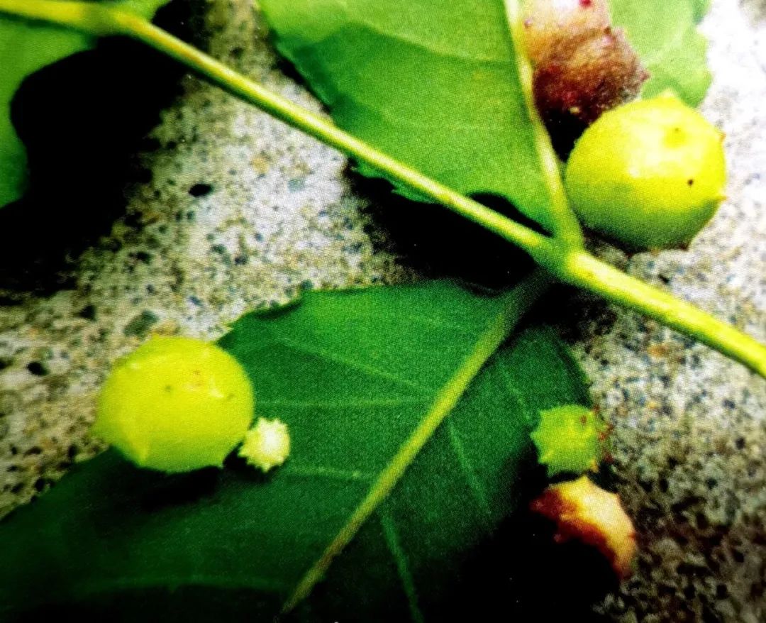 6月即到，阳台上的盆栽月季这样养必能爆花到让你欣喜