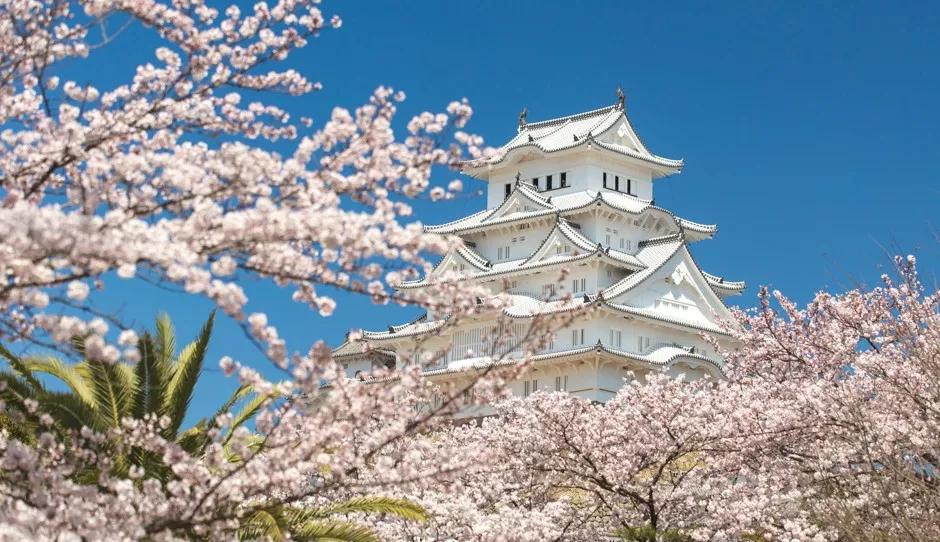 为英伦女神而生，20万日元一把的“樱和伞”，发售一小时就被抢光