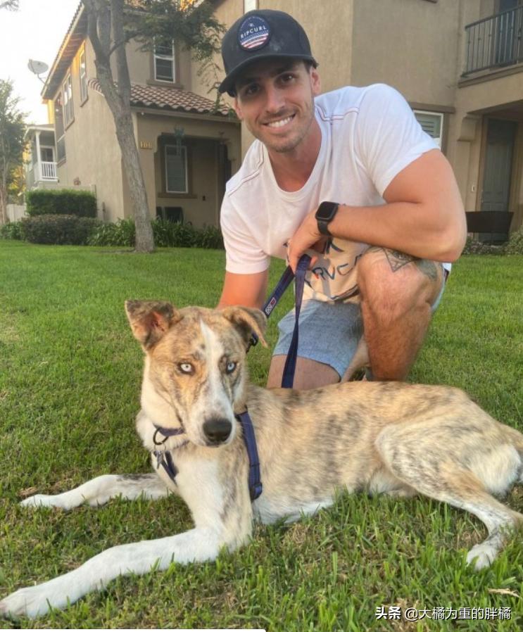 怎么训练狗狗上车下车,如何让狗狗乖乖的学会坐车