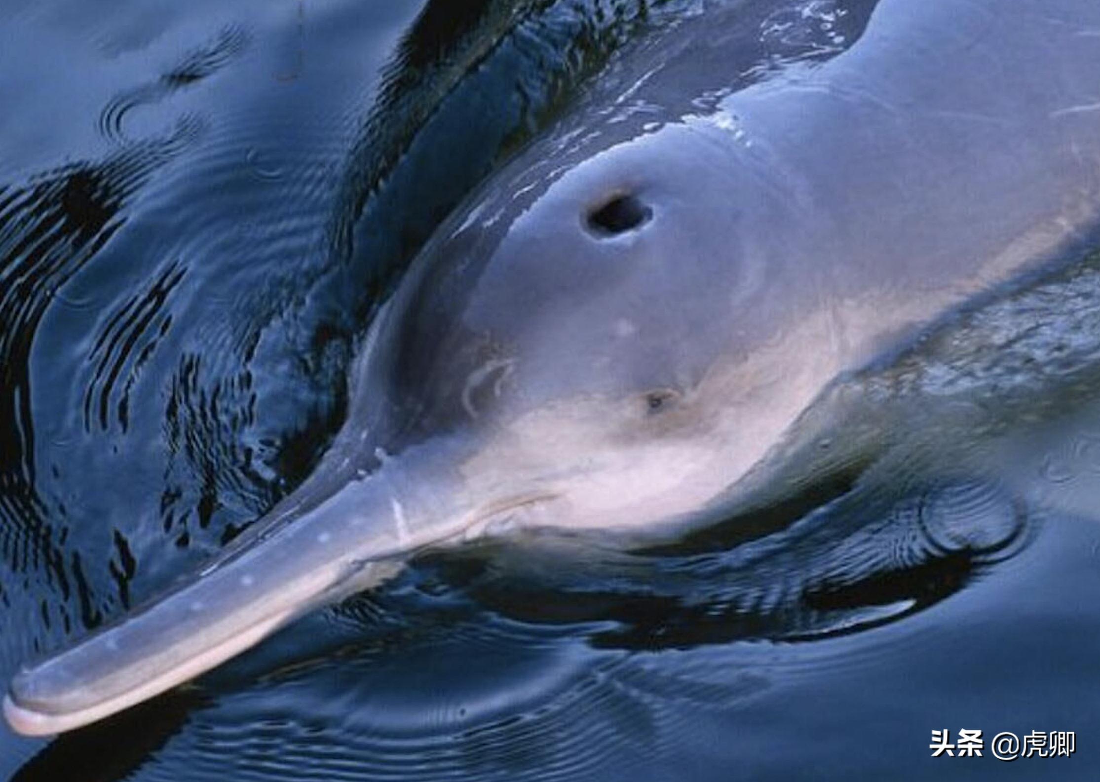 长江江豚死亡最新消息,今年长江江豚灭绝没