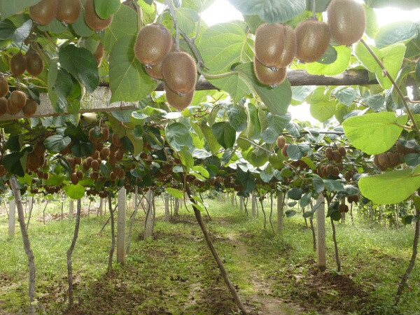 眉县猕猴桃电商2016年,眉县猕猴桃电商刘超