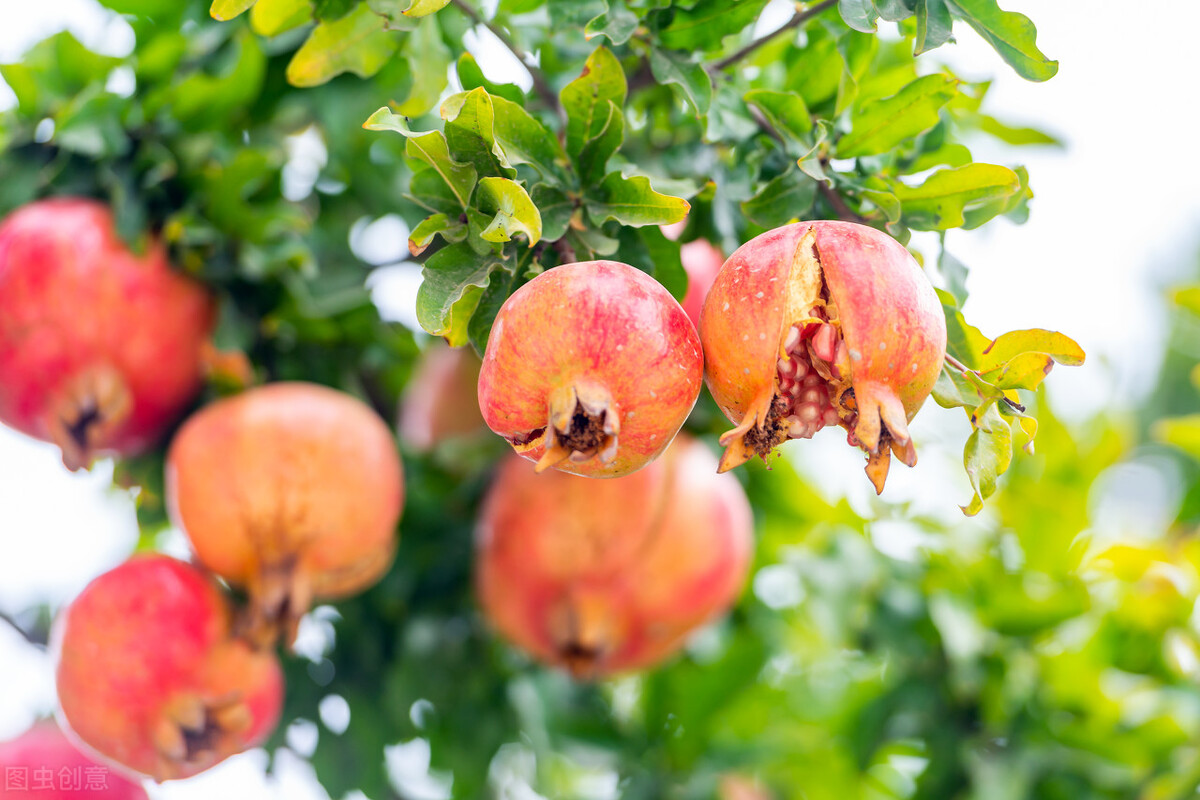 盆栽观果植物有哪些,观果植物具备哪些特征