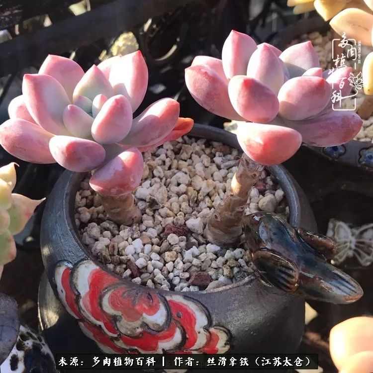 秋叶将落,秋叶即将落下你依然美丽