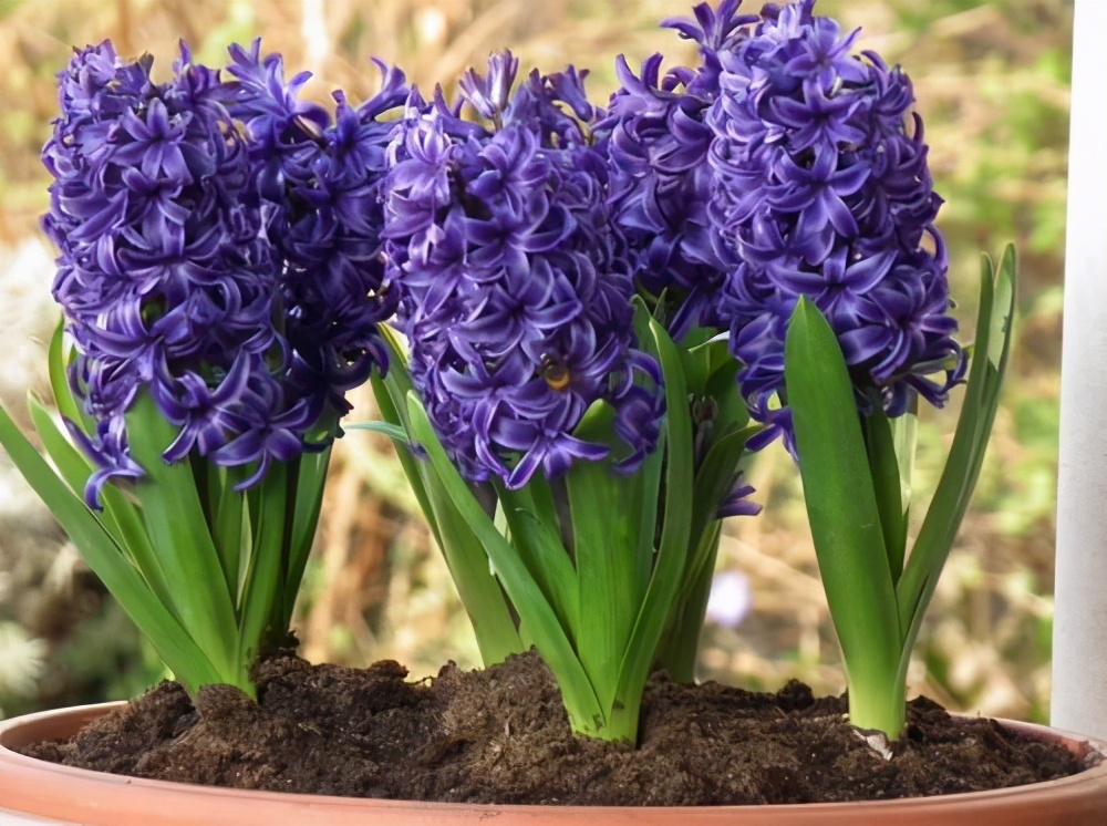 最容易水培的植物,水培风信子好养吗