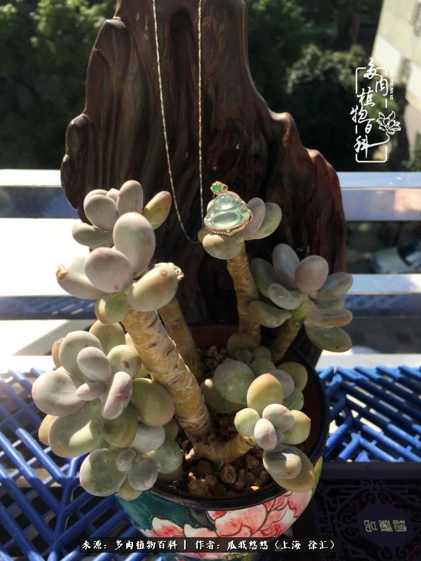 享受岁月,享受岁月静好歌曲原唱