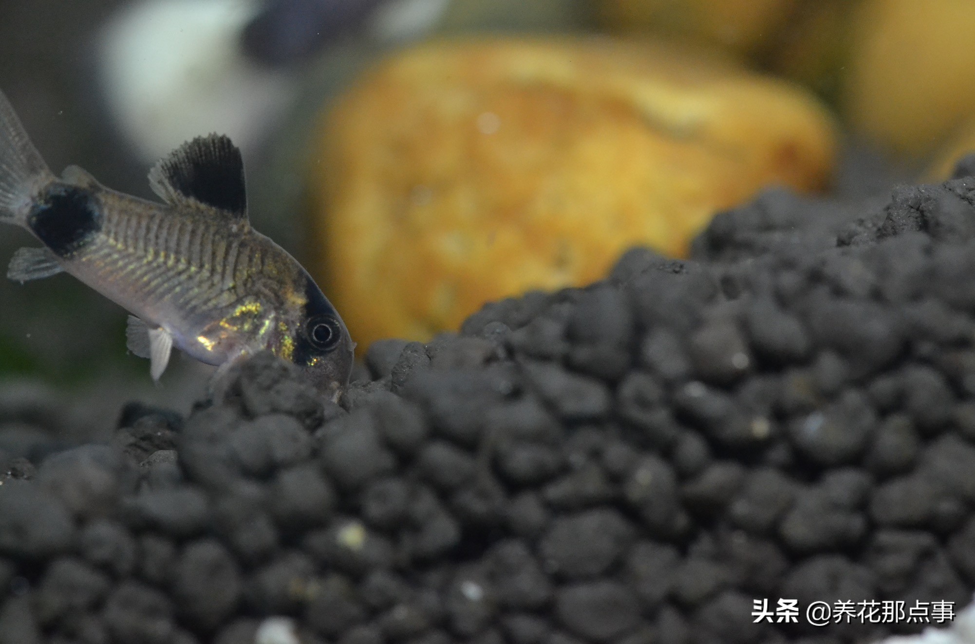 新手养小型热带鱼推荐,热带鱼生态鱼缸养殖必备条件