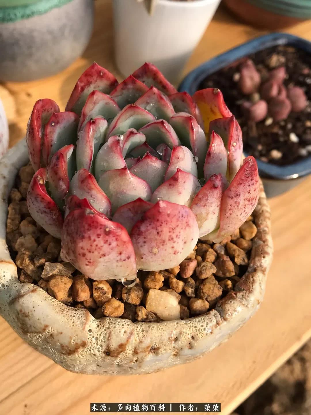 我在包邮区养肉，附多肉越冬度夏养护建议！