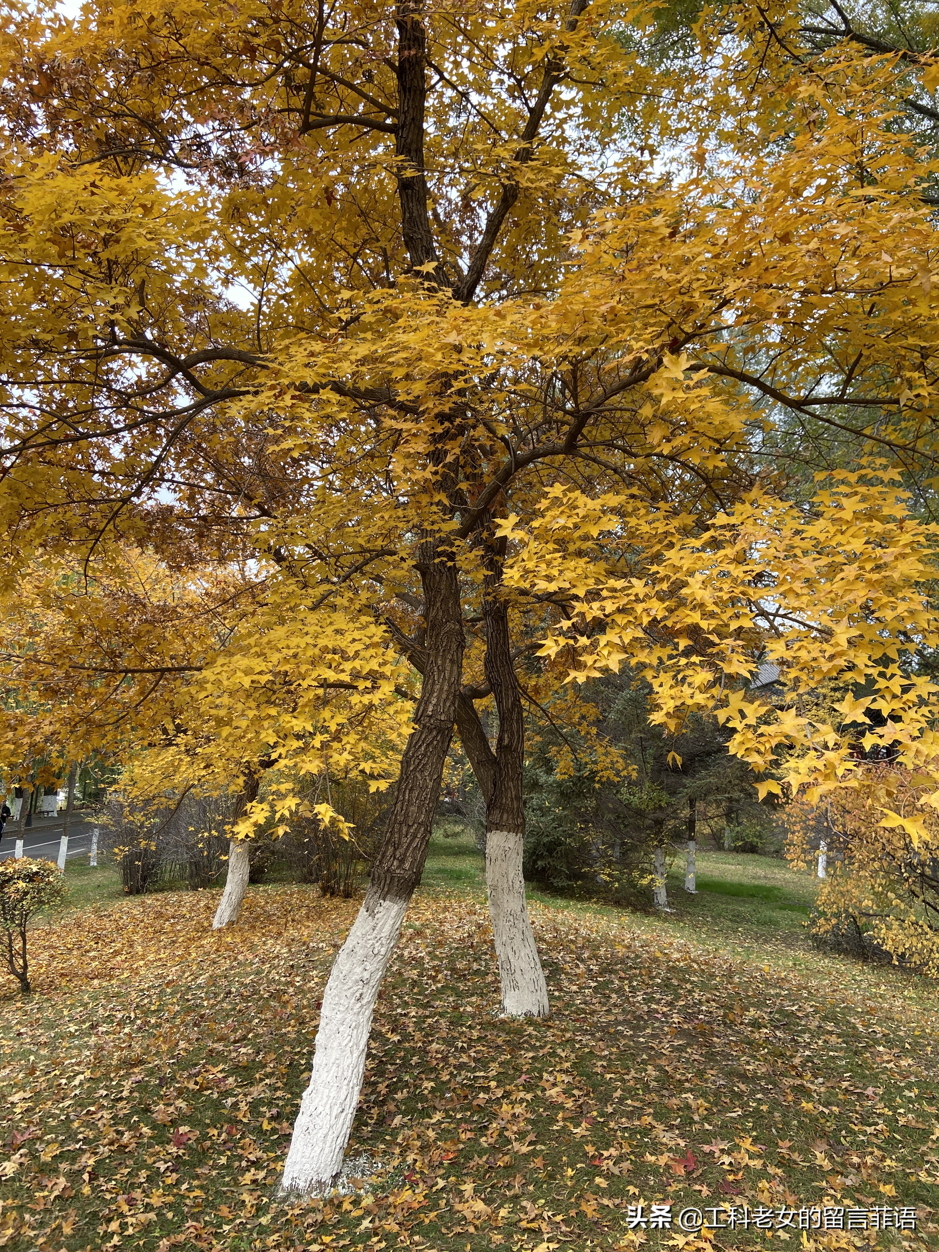 沈阳看秋叶好去处,沈阳秋叶