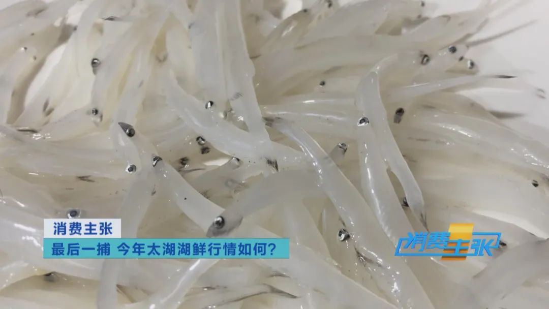 直击太湖开湖现场！鲜美湖鲜大量上市，资深吃货准备好了吗？