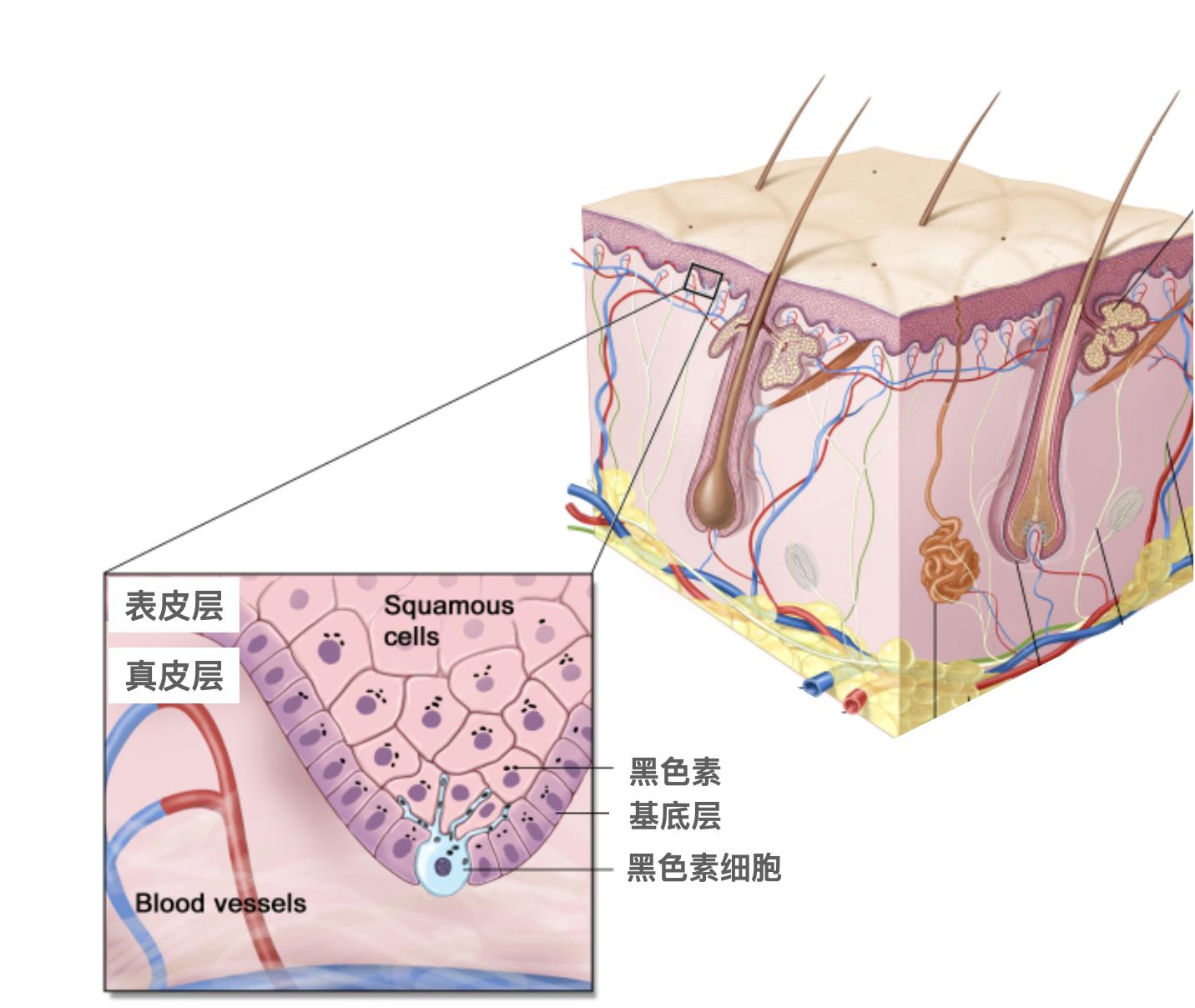 老年斑预示体内什么病,老年斑预示着什么