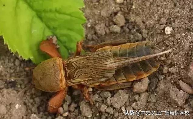蔬菜地下害虫的最佳防治方法,防治蔬菜害虫用小苏打和白醋怎样