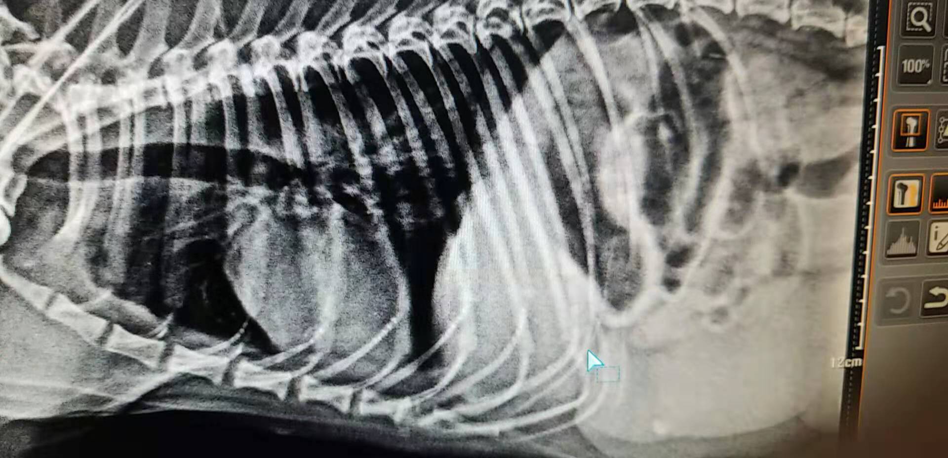 犬的子宫蓄脓病历论文,猫子宫蓄脓在家治疗方法及剂量