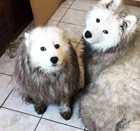 雪橇三傻萨摩耶如何训练抓野兽,萨摩耶雪橇三傻