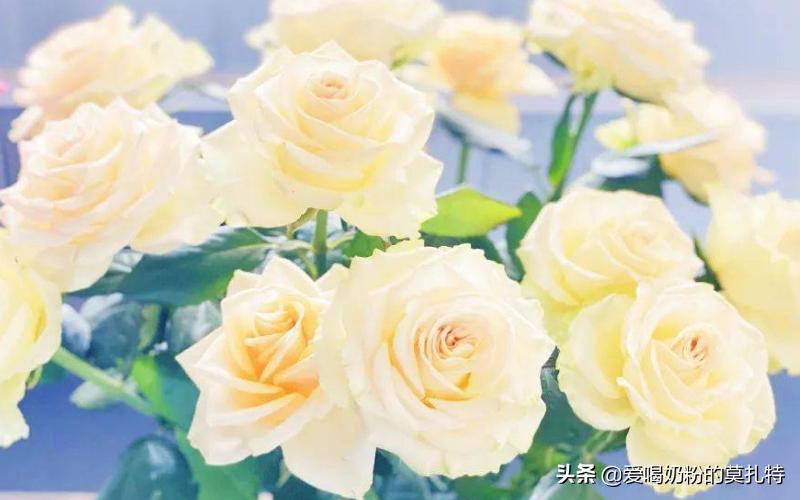 花语和寓意是鼓励的花,太阳花的寓意和花语图片大全