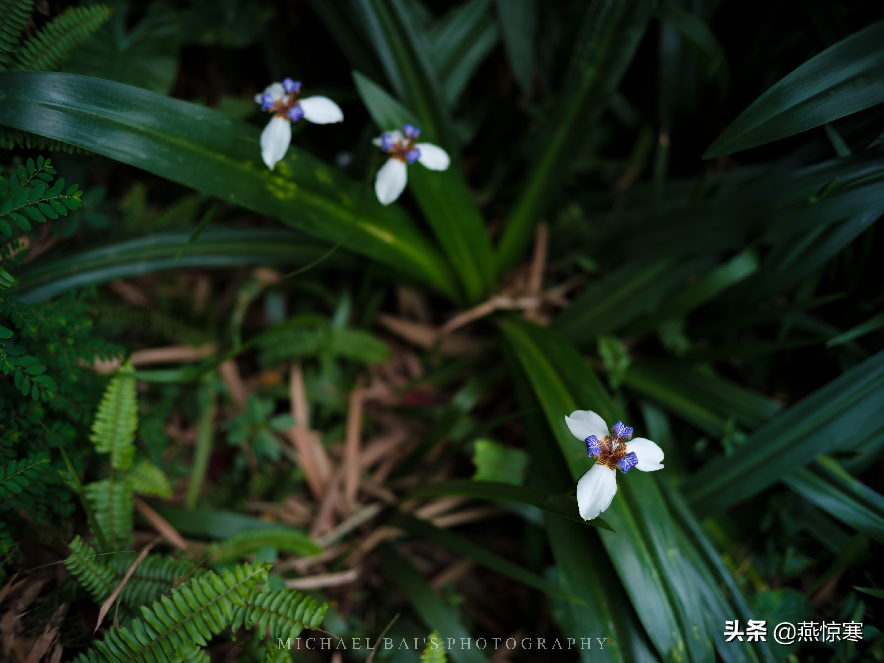 6000元相机加镜头推荐富士,富士相机用什么镜头比较好