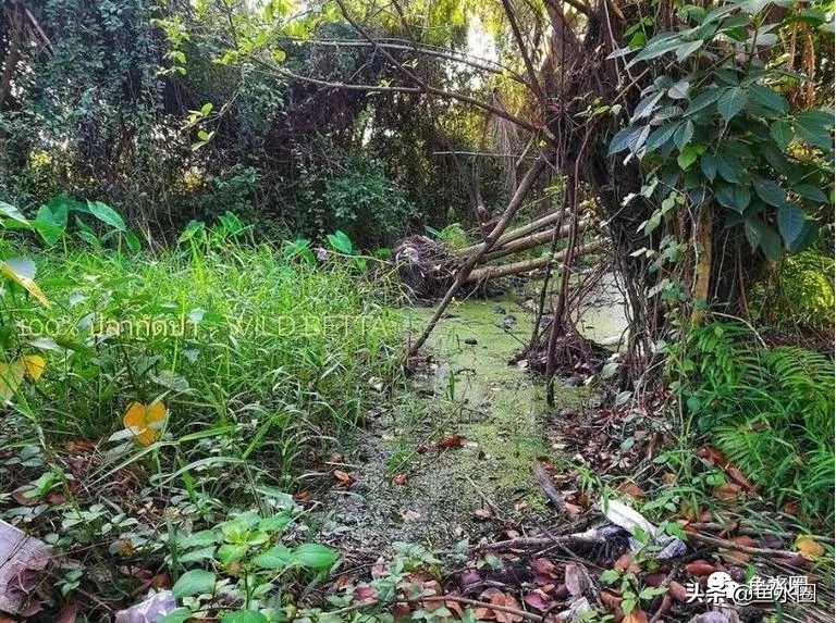 泰国斗鱼和中国斗鱼的杂交品种,中国斗鱼与泰国斗鱼哪个更厉害