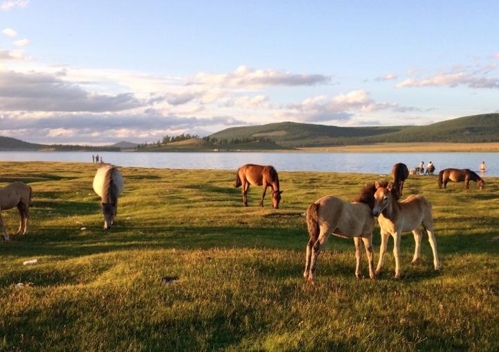 一百元在蒙古能干嘛,100元在蒙古国可以干什么
