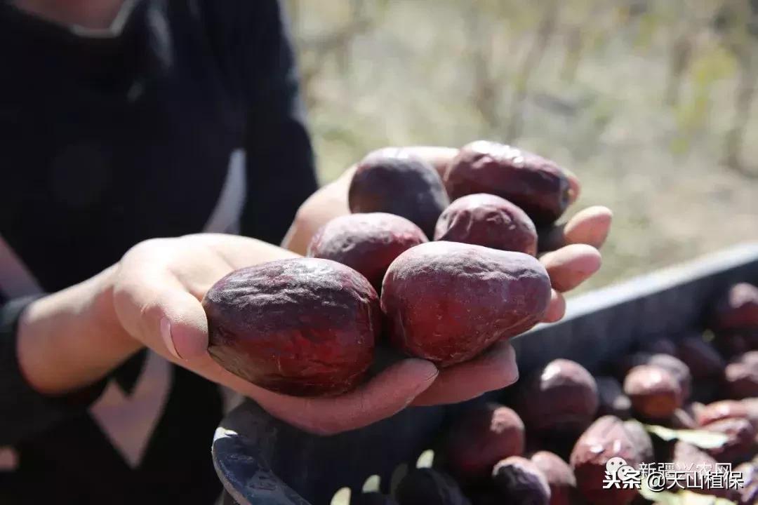 *疆新**:让红枣产业更“红”