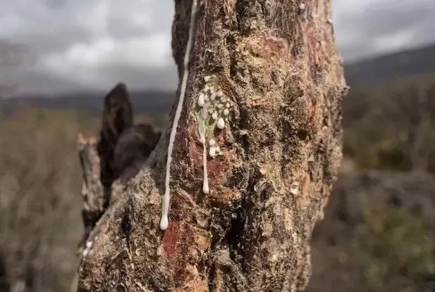 乳香，用千年不腐的决心治愈肌肤