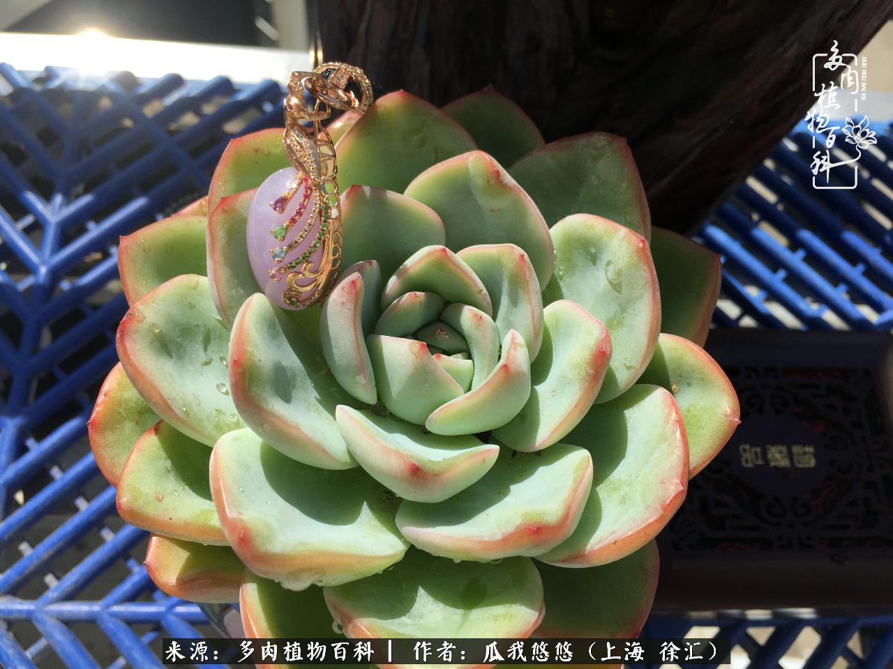 享受岁月,享受岁月静好歌曲原唱