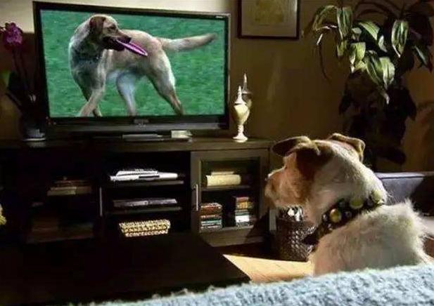 狗狗独自在家怎么解闷,狗狗自己在家怎么办