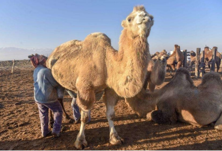 伊犁特色乳业驼奶,新疆驼奶粉和牛奶的区别