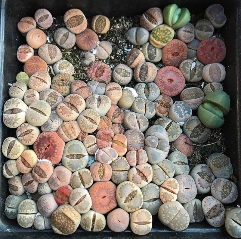 生石花怎么防止化水,生石花僵苗和休眠怎么判断