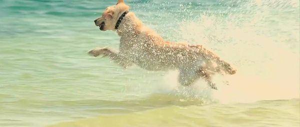 马利与我大结局,马利和我完整版免费观看