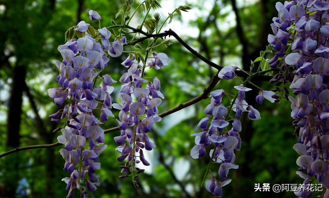 地上挖出来的紫藤如何种盆栽,紫藤盆栽的养殖技术和管理方法