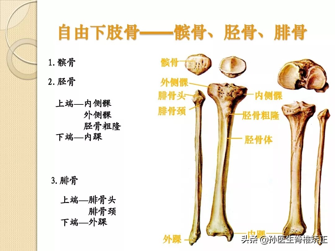 人体解剖学骨骼学思维导图,人体骨骼解剖学纪录片