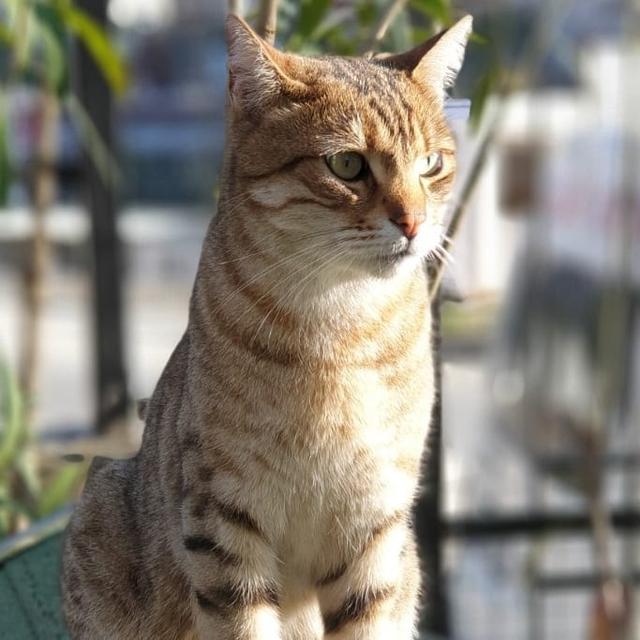 猫犯错了怎么管教它,打猫可以纠正猫的坏行为吗