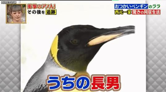 去世的企鹅复活,死去的企鹅