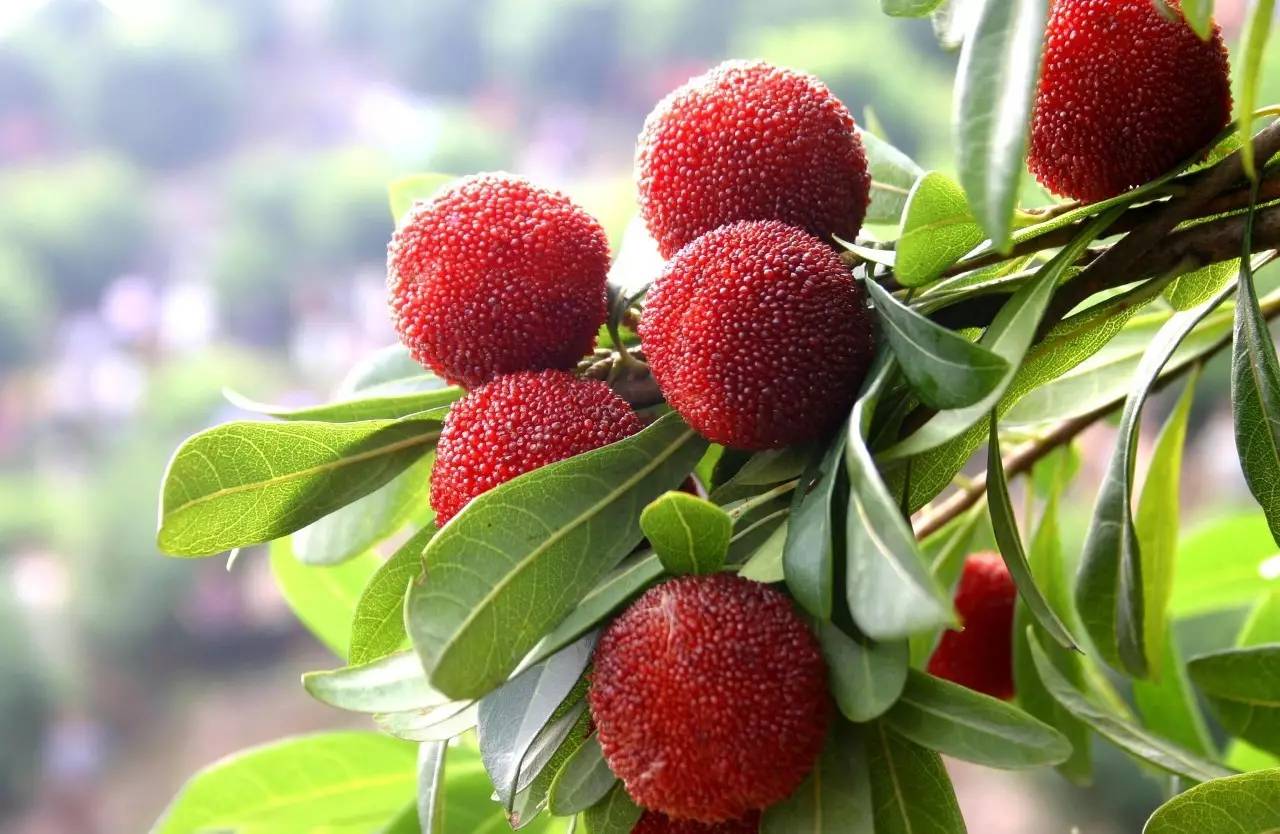 洗杨梅可以用盐洗吗,洗杨梅里头放什么东西洗好