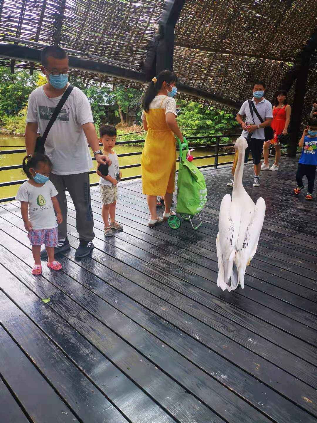 南沙水鸟世界旅游攻略,南沙水鸟乐园游玩攻略