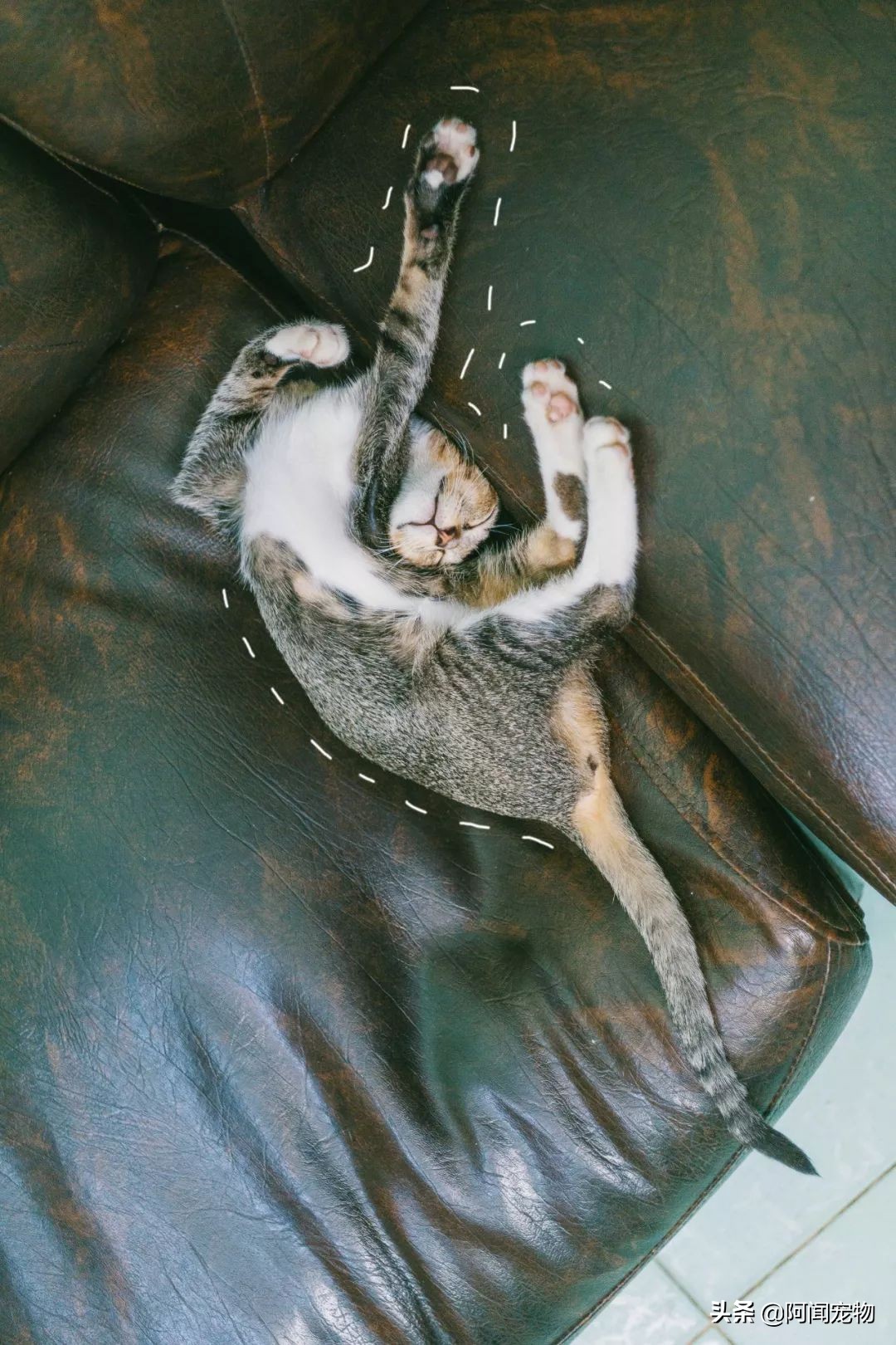 为什么猫有九条命还会摔死,终于知道猫为什么有9条命了