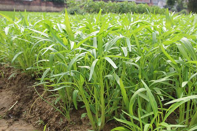 叶菜品类表,叶菜类一览表