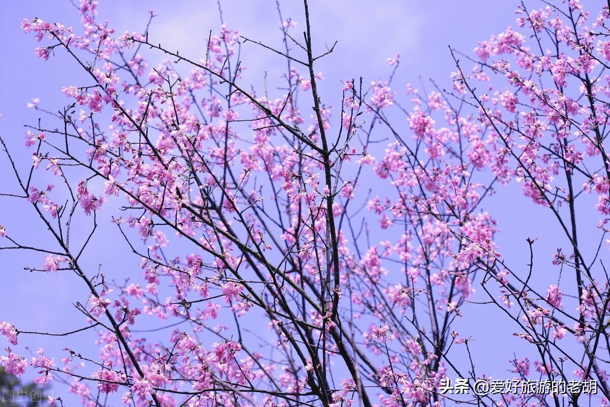 成都周边樱花之旅,离成都市最近的超美樱花海