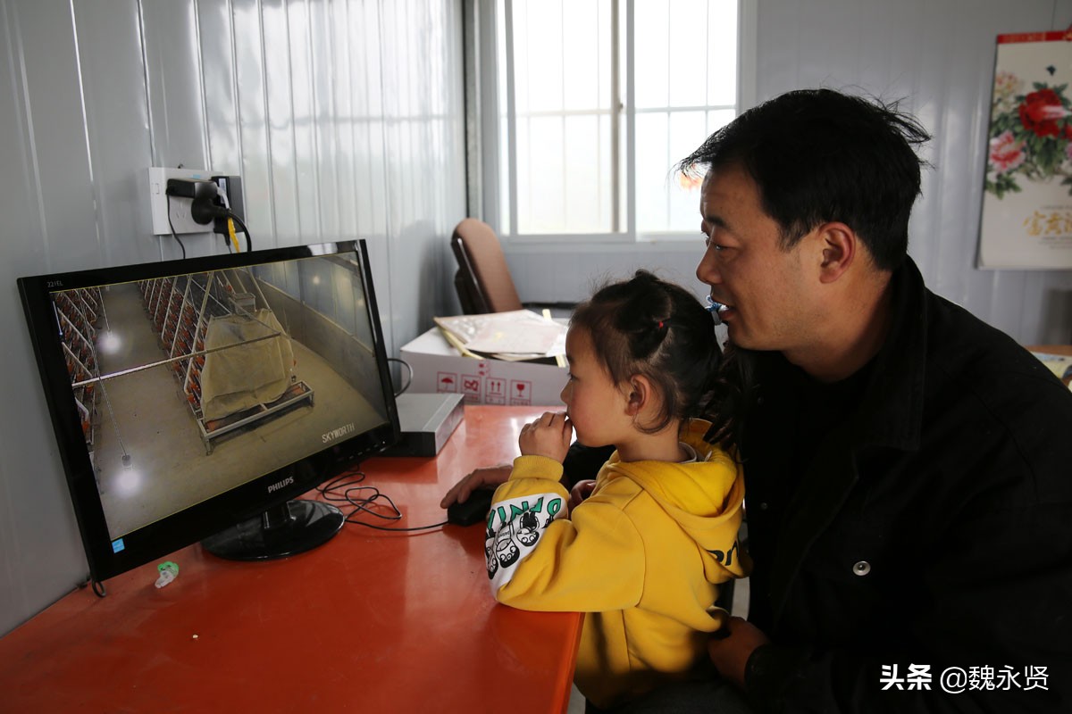 80后夫妻返乡养鹌鹑,开始在土坯房里养,如今的养殖场能养12万只