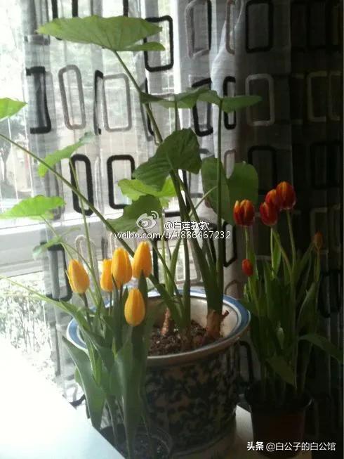 花香袭人抖音,花香袭人电影免费观看