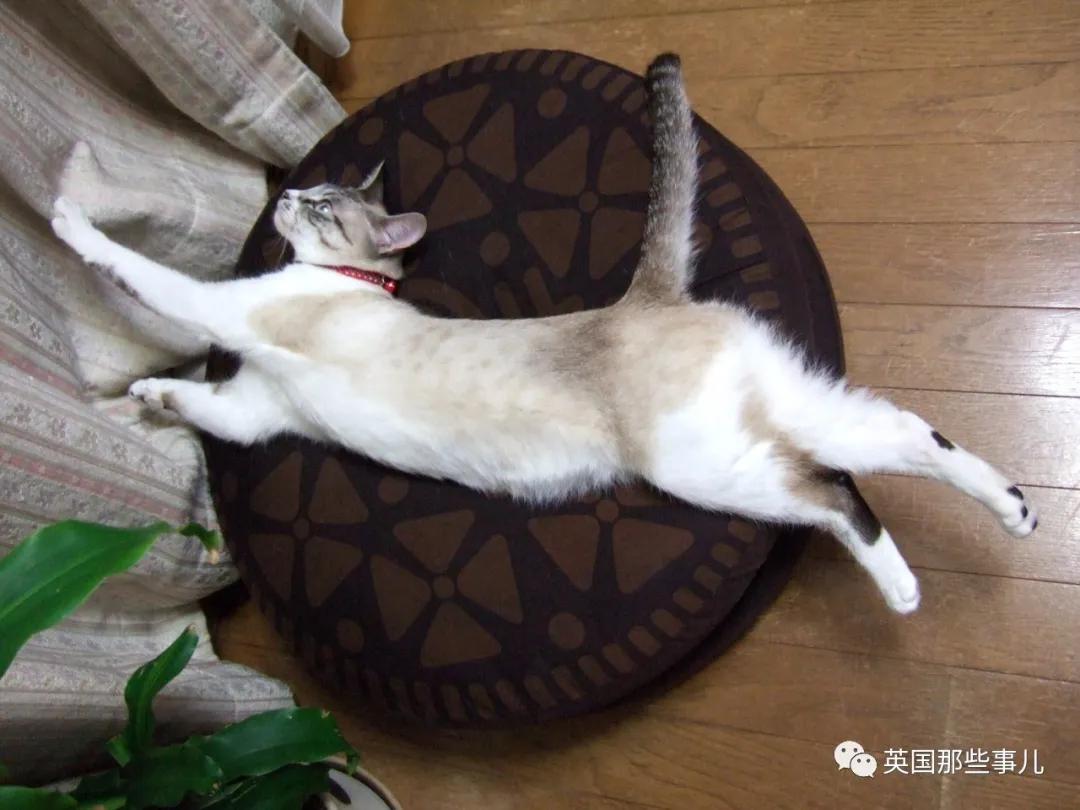 养暹罗猫会得什么病吗,养暹罗猫就像开盲盒