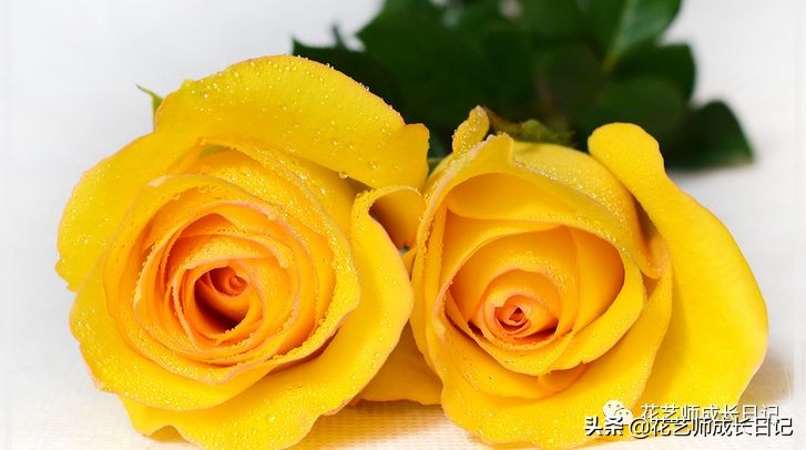 黄颜色的玫瑰是啥品种,浅黄色玫瑰有什么品种