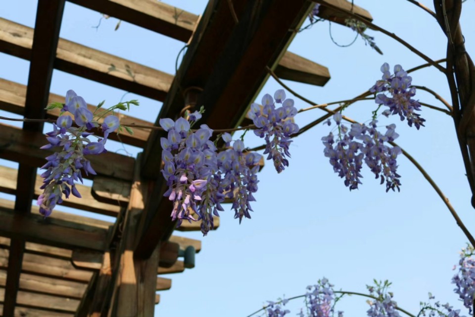 七绝紫玫瑰,七绝紫荷