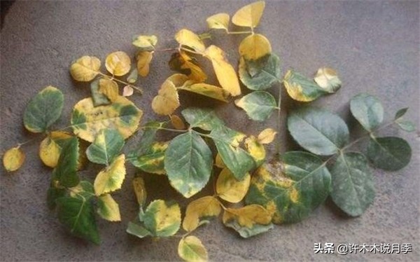 网购月季黄叶嫩芽枯萎怎么处理,网购的月季小苗黄叶了怎么栽种