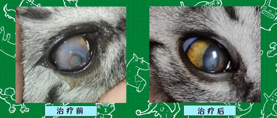 猫咪角膜溃疡，眼睛上圆形凹陷，滴药后痊愈